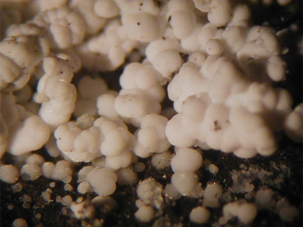 Die Homepage von Thomas Witzke Hydromagnesit, Hydromagnesite